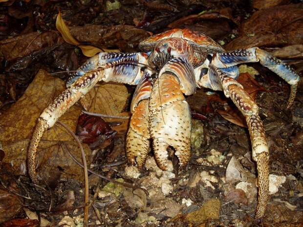 Coconutcrab07 Самый крупный представитель членистоногих, кокосовый краб!