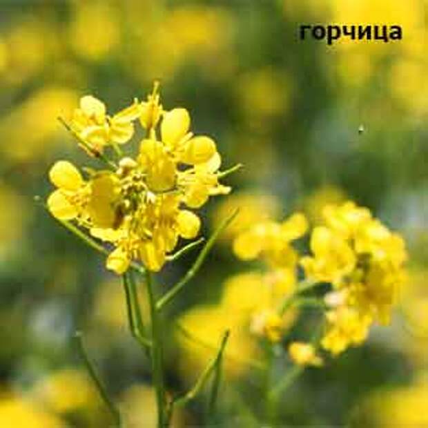 plants-may14-2.jpg