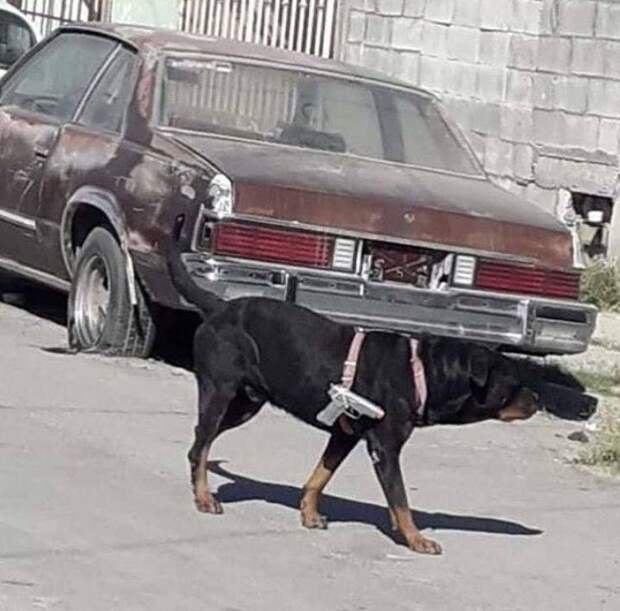 Подборка прикольных картинок