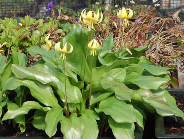 ErythroniumKondo_4 (700x530, 79Kb)