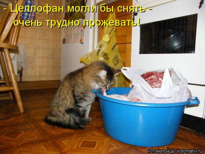 Лучшие котоматрицы недели (50 фото)