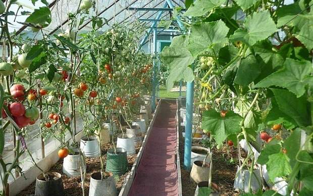 Получил огромный урожай помидоров, выращивая их в ведрах