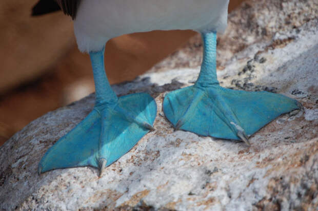 Синяя олуша на Галапагосских островах.  животные, море, океан, природа, рыба