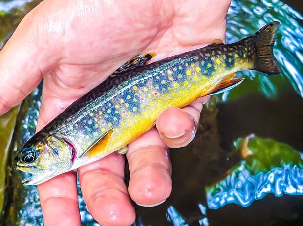 Colorado Man Breaks Fishing Record That's Stood Since 1947 With A Gargantuan Brook Trout