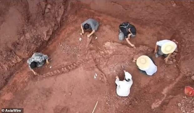 В Китае нашли уникальный скелет гигантского динозавра