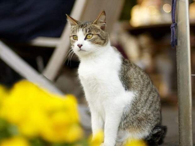Коты,кошки,котята...