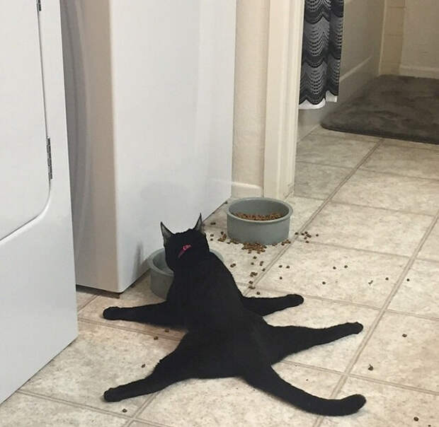 забавная кошачья логика 