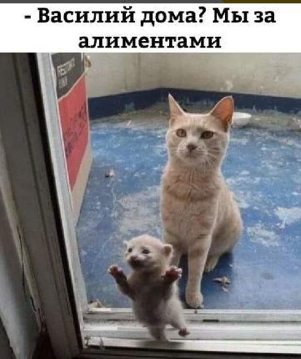 Картинки приколы с надписями для поднятия настроения (6)