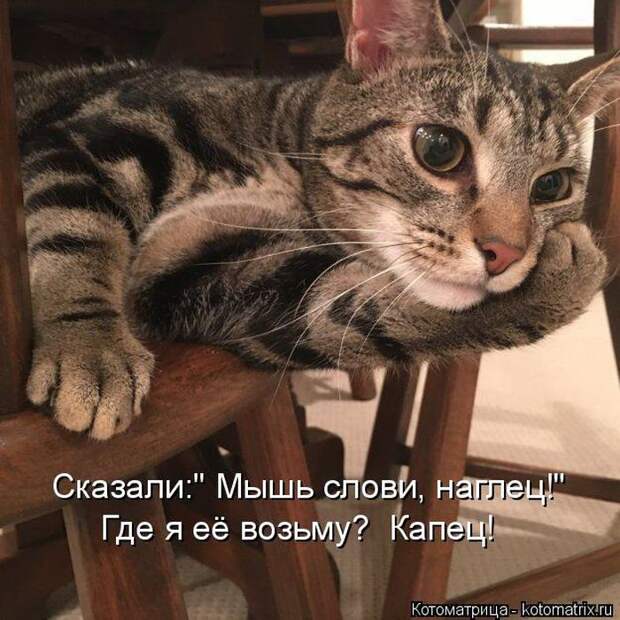 Лучшие котоматрицы недели (50 фото)
