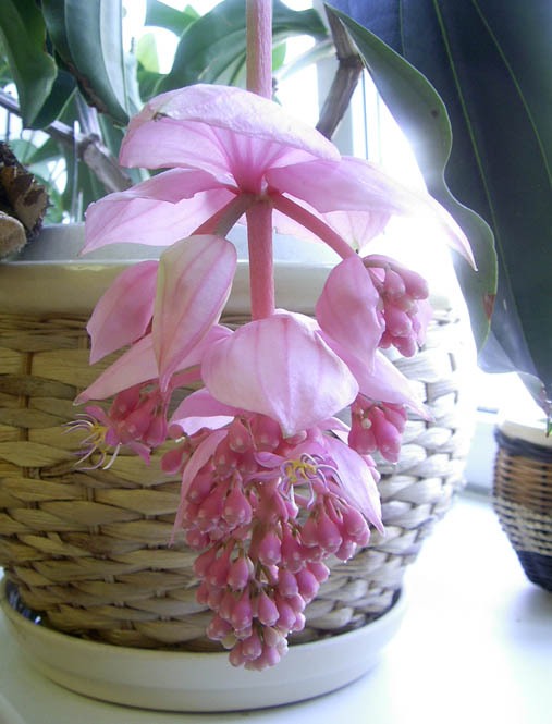 photo-01-medinilla-melastomovye (507x665, 63Kb)