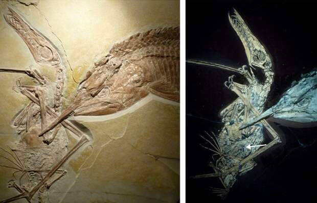 Древняя окаменелость: aspidorhynchus и птерозавр.