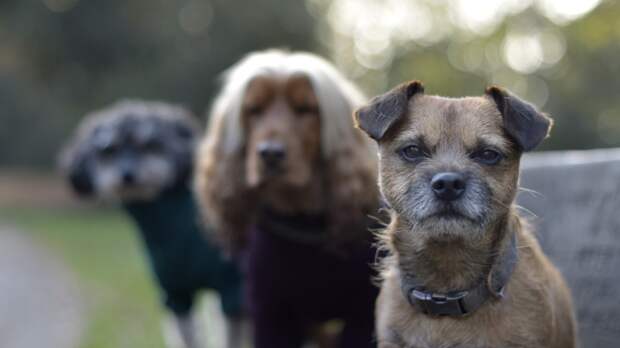 Самое трудное в работе кинолога — не собака, а привычки её владельца