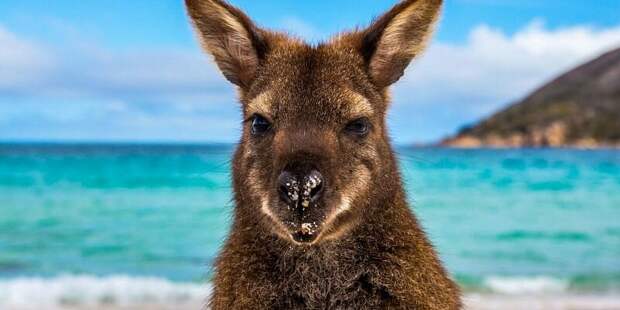Австралия: все о стране, города, места, люди, еда, острова, фауна, поездка, связь