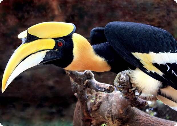 Двурогий калао (лат. Buceros bicornis)