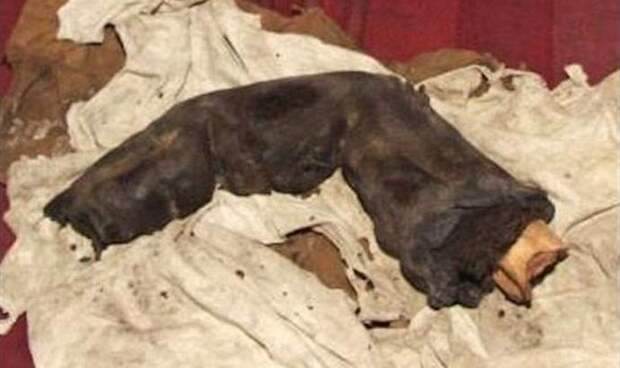 В Египте обнаружили мумифицированный палец великана