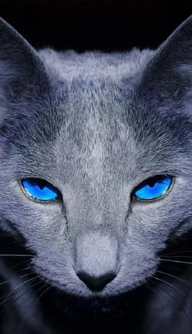 Синяя кошечка. Голубоглазая кошка. Голубая кошка. Серая кошка с голубыми глазами. Серо голубая кошка.