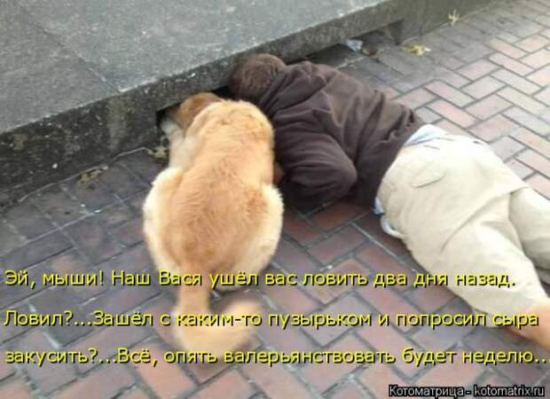 Лучшие котоматрицы недели (50 фото)
