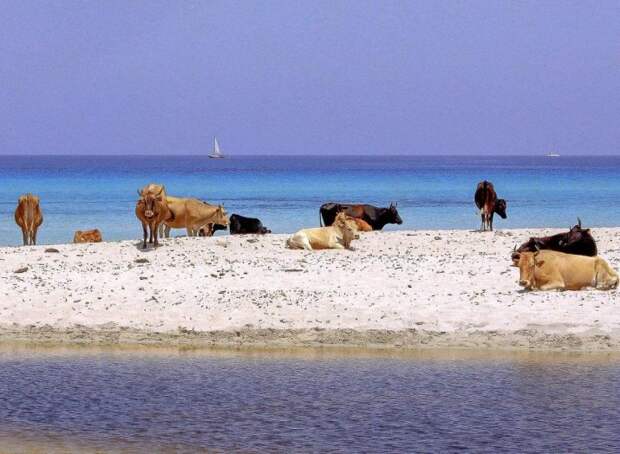 Пляж Салессия, Корсика