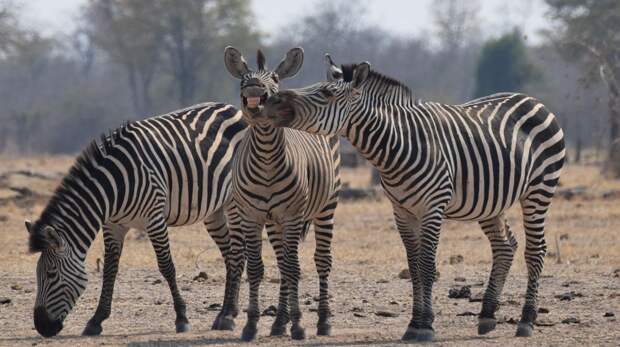 Самые смешные фото зебр за всю историю комичного конкурса Comedy Wildlife Photography Awards