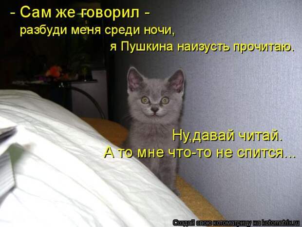 Лучшие котоматрицы недели (50 фото)