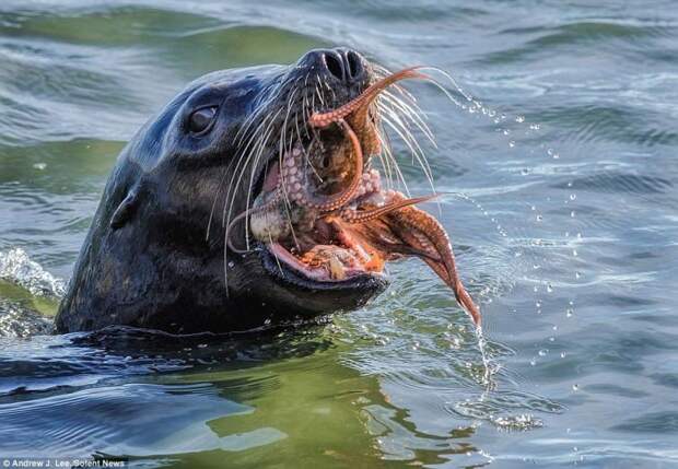Тюлень против осьминога  осьминог, тюлень