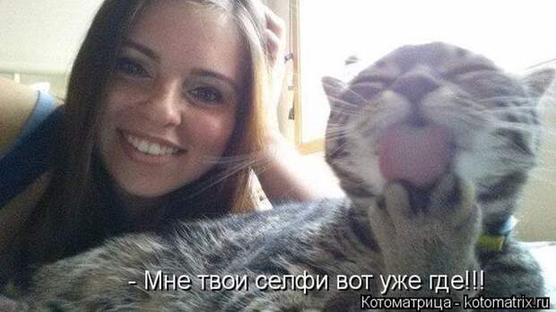 Лучшие котоматрицы недели