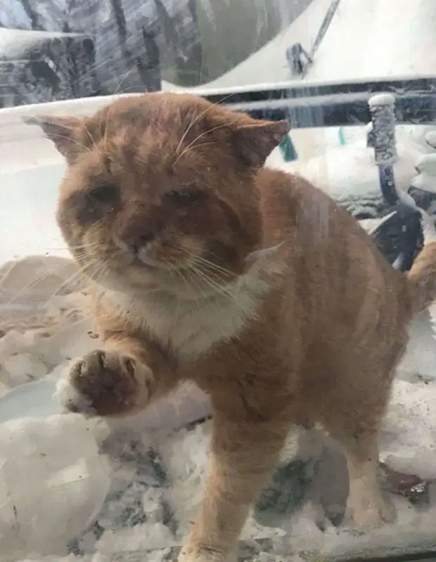 В Рождество больной и замёрзший бездомный кот постучался в окно женщины, умоляя её о помощи