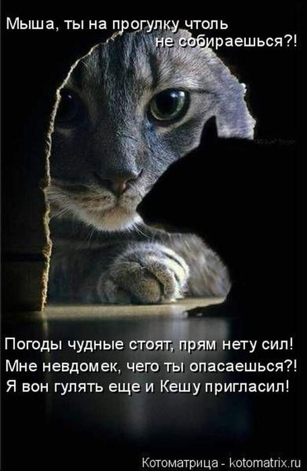 Лучшие котоматрицы недели (50 фото)
