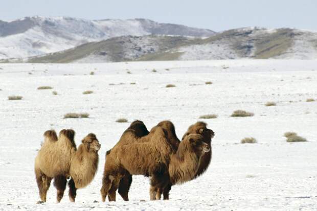 Двугорбые верблюды (Camelus bactrianus), фото животные картинка