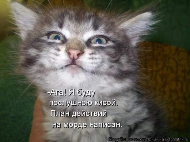 Лучшие котоматрицы недели (50 фото)
