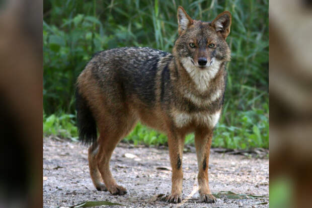 Independent: сотрудников зоопарка в Дели обвинили в сжигании шакала