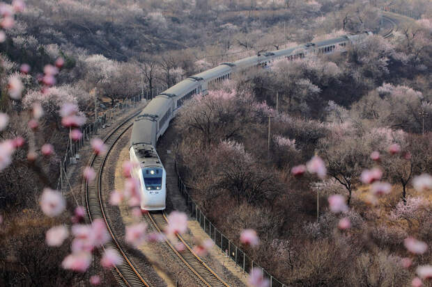 Поезд в Пекине и сквозь цветущие персики