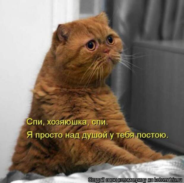 Котоматрицы (картинки с надписями)