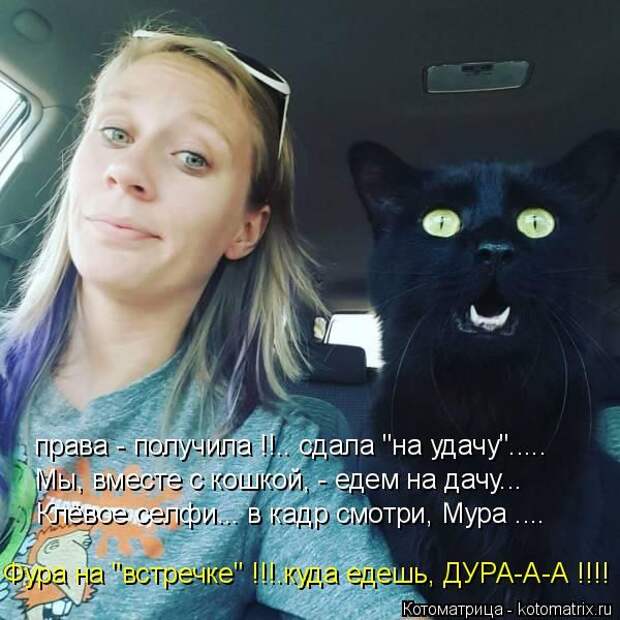 Лучшие котоматрицы недели (50 фото)