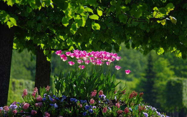 тюльпаны, сад
