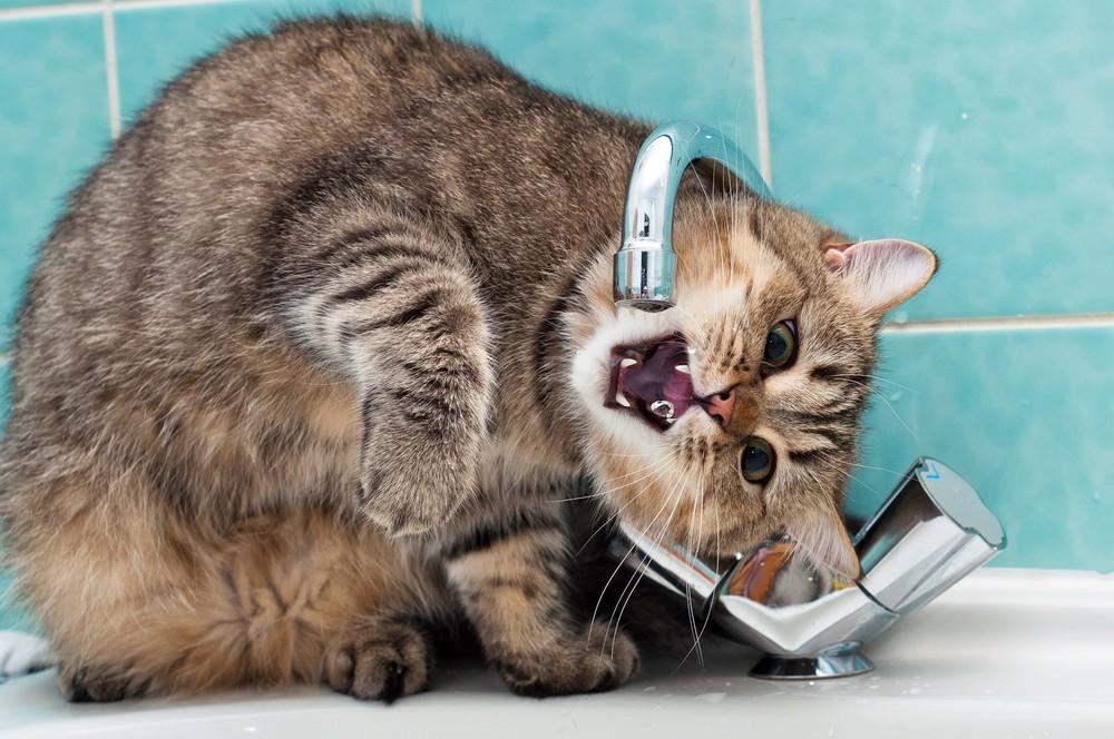 cats05 Фотограф и его коты