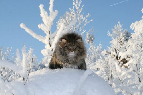 Сибирский царь котов Сибирский царь котов