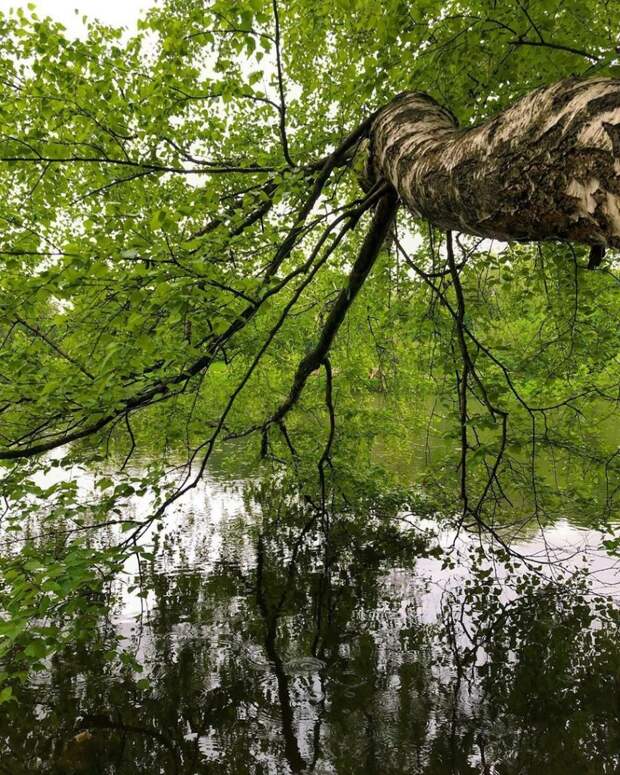 Дерево у воды. Фото взято из группы «Кузьминки Москва» ВКонтакте, автор фото - пользователь Инстаграм @lana0s.