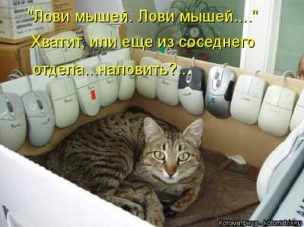 Смешные фотографии из серии "Ой, какая киса"