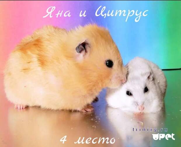 Два хомяка