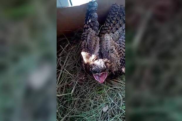 Житель Канска спас птенца редкого козодоя, сидевшего на дороге