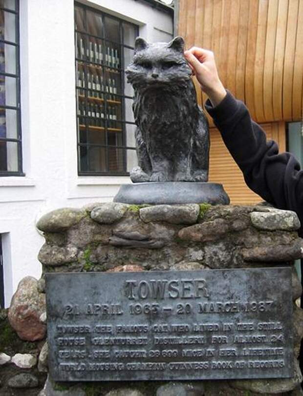 Памятник кошке Таузер, прожившей на вискикурне Glenturret с 1963 до 1987 года и поймавшей 28899 мышей - рекорд, внесенный в «Книгу рекордов Гиннесса».  Адрес: Крифф, Шотландия, Великобритания