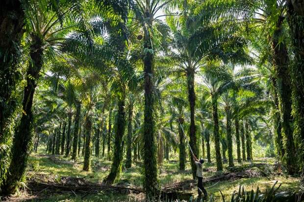 Пальмовое масло: неизбежное зло