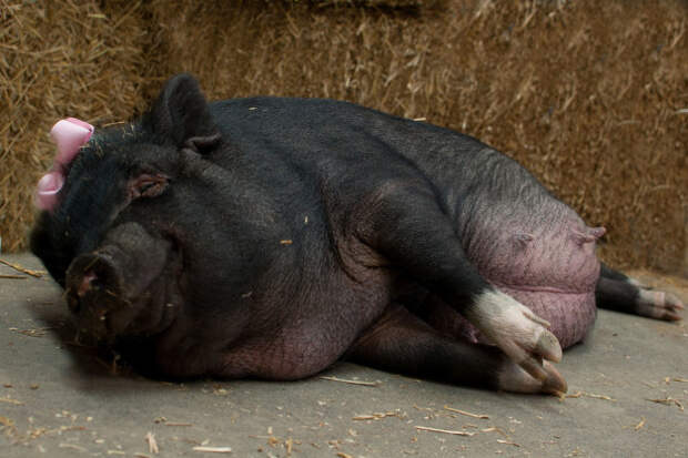 Свинка Софи оказалась идеальной фотомоделью приют для животных, фото животных