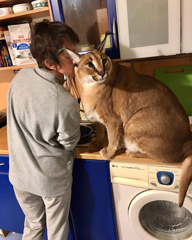 Кто же на самом деле этот кот Шлепа, самый популярный котомем? (ФОТО)