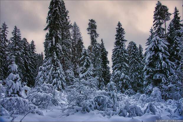 Фото Гжель Сумерки в зимнем лесу