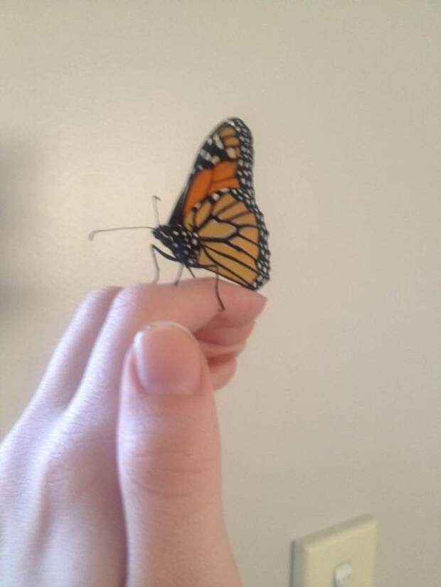 Девушка, нашла, гусеницу, вырастила. бабочку