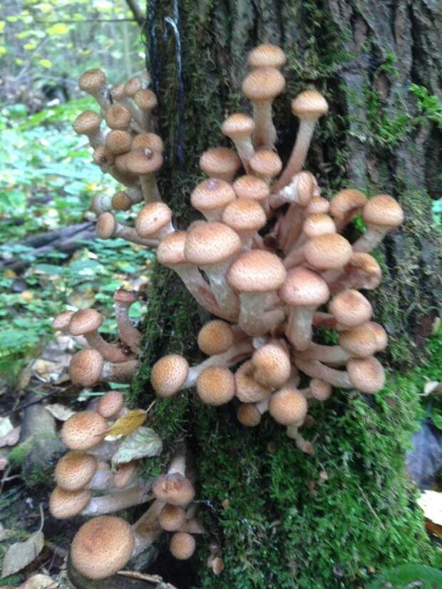Как я сегодня остановился в лесу грибы, сезон