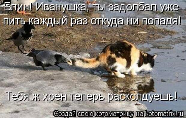 Свежая котоматрица на Бугаге (37 фото)