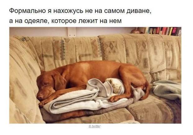 Собаки, которые поняли эту жизнь Собака, хитрые твари, длиннопост